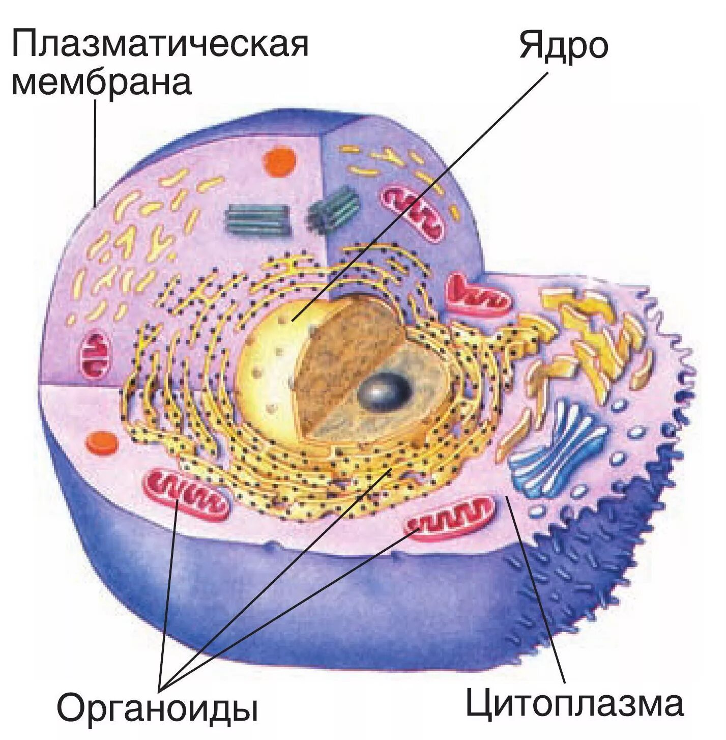 Человек имеет клеточное строение. Строение клетки мембрана цитоплазма органоиды ядро. Строение клетки ядро цитоплазма мембрана. Мембранные органоиды клетки ядро. Клетка ядро цитоплазма мембрана.