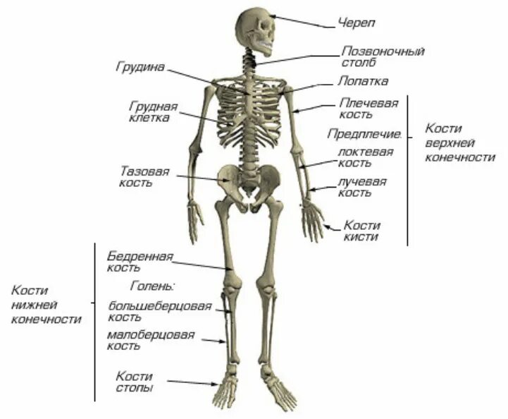 Человек 4 класс окружающий мир с названиями. Система костей человека скелет. Костная система человека схема. Строение скелета биология. Отдел скелета название костей.