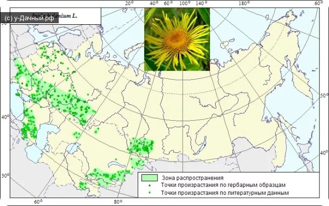 Условия мест произрастания. Калина ареал произрастания. Ареал распространения одуванчика лекарственного. Условия произрастания. Условия мест произрастания.