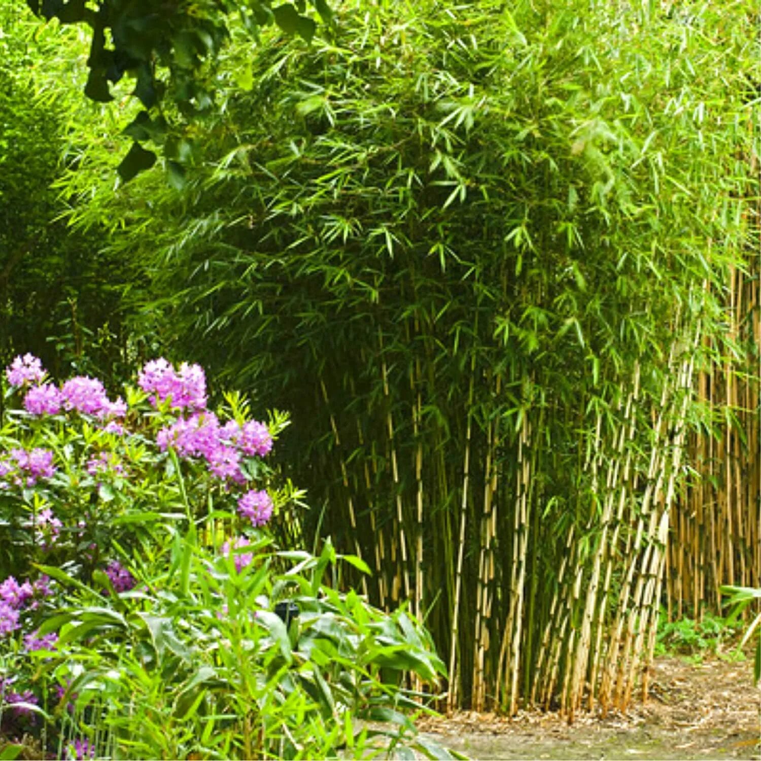 За сколько часов вырастает бамбук. Бамбук Фаргезия. Фаргезия блестящая. Бамбук Фаргезия блестящая. Fargesia Jiuzhaigou.