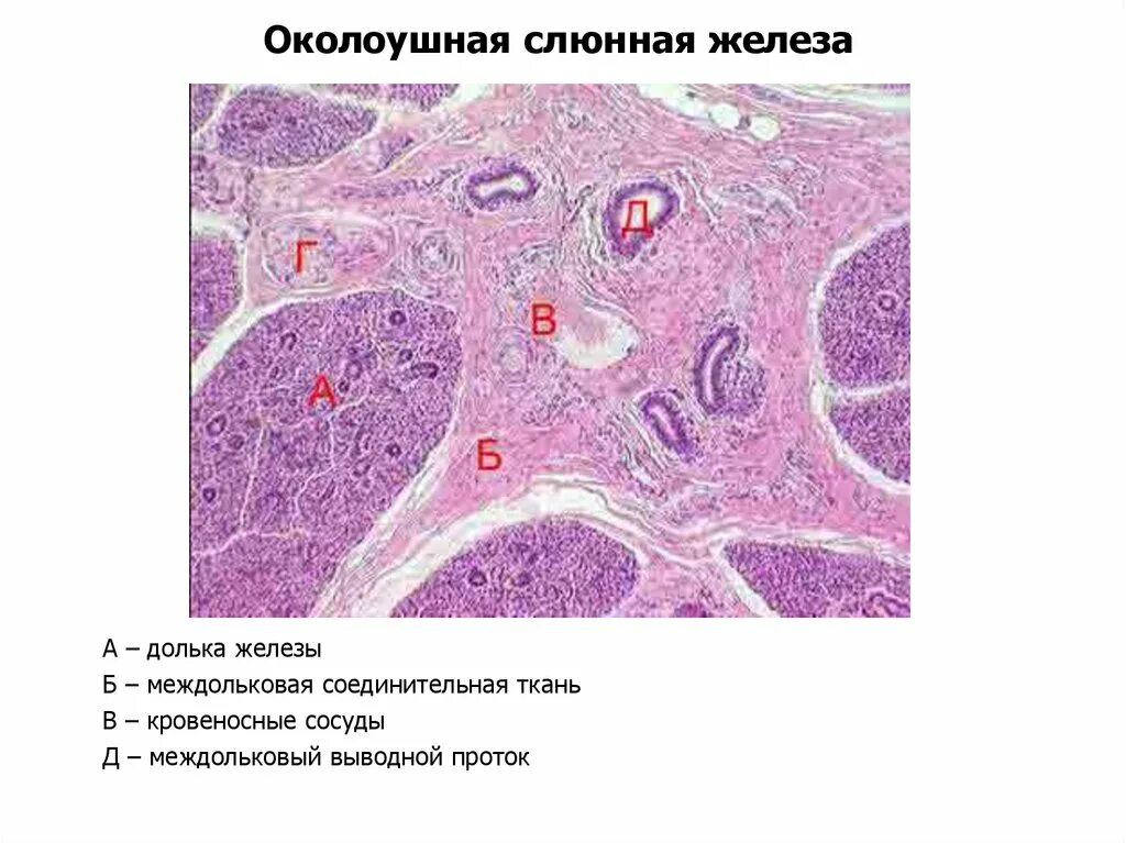 Околоушная железа препарат. Околоушная слюнная железа гистология препарат. Смешанная слюнная железа гистология. Поднижнечелюстная слюнная железа гистология препарат. Околоушная железа гистология препарат.