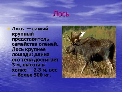 Вес лося взрослого в среднем