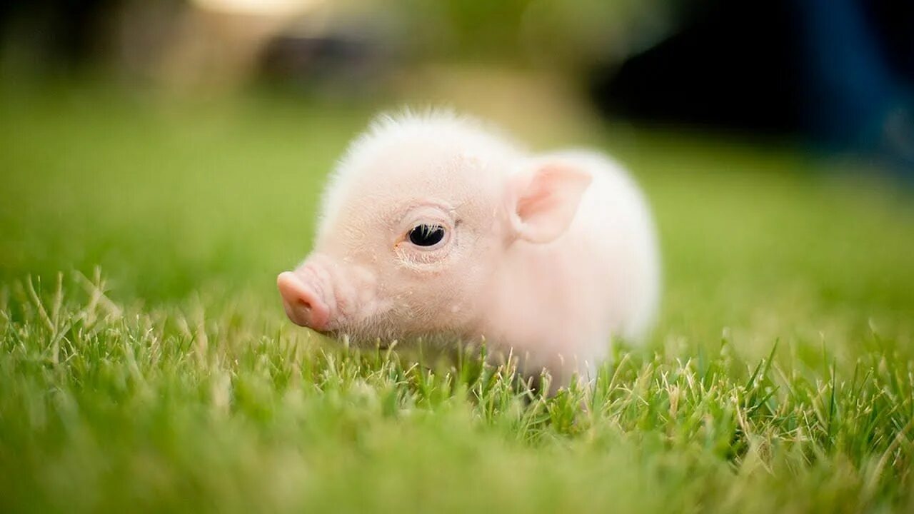 Pig x