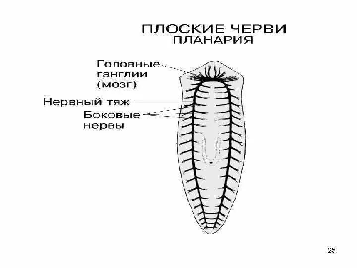 Схема нервной системы плоских червей. Лестничная нервная система у плоских червей. Строение нервной системы планарии. Нервная система плоских червей планарии