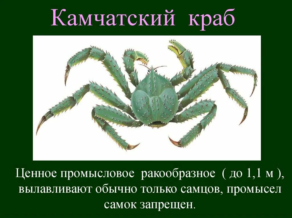 Сообщение на тему ракообразные. Презентация на тему класс ракообразные. презентация на тему крабы. класс ракообразные краб. факты о ракообразных.