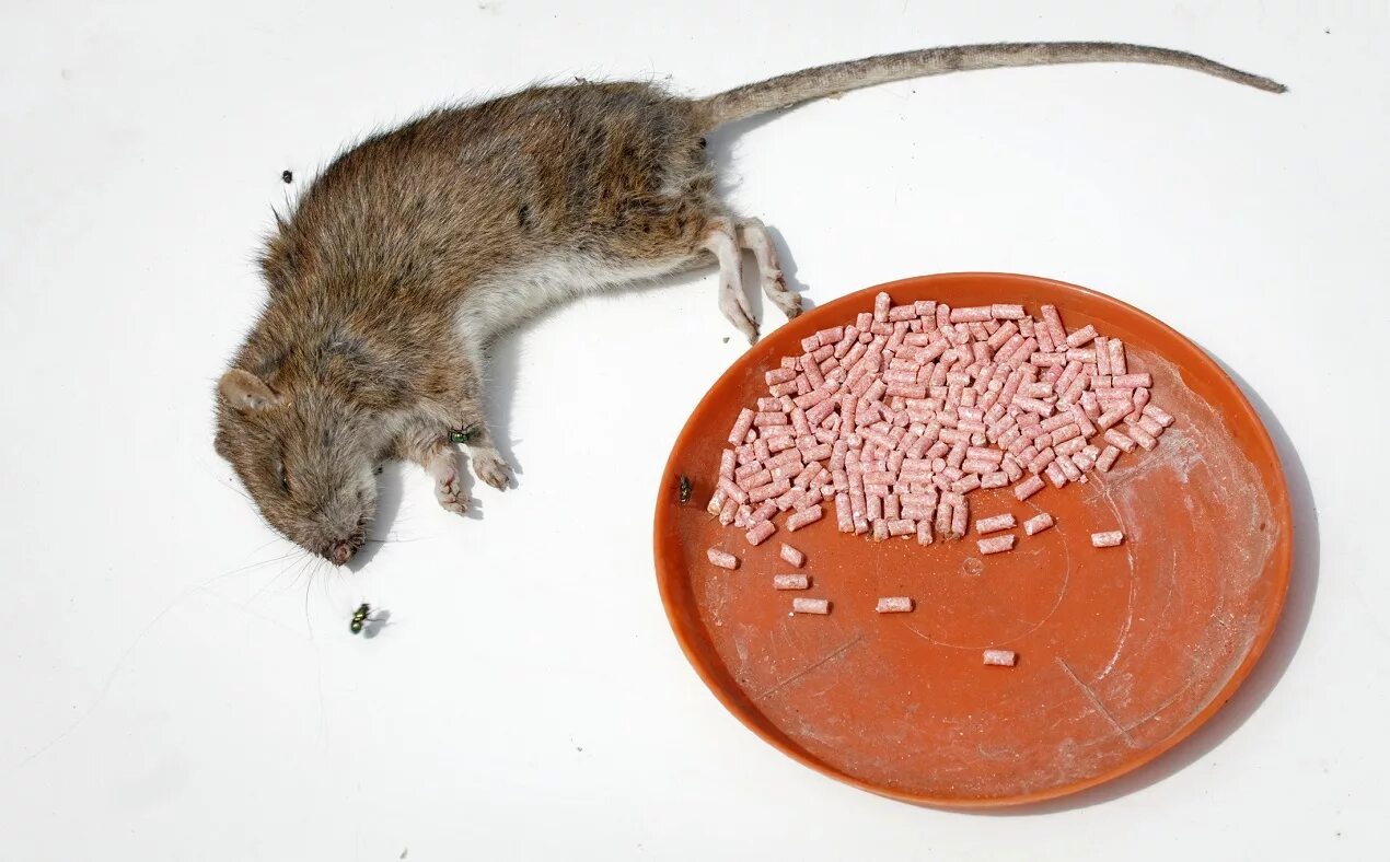 Фактор мыши. Отрава для крыс. Дератизация от грызунов.