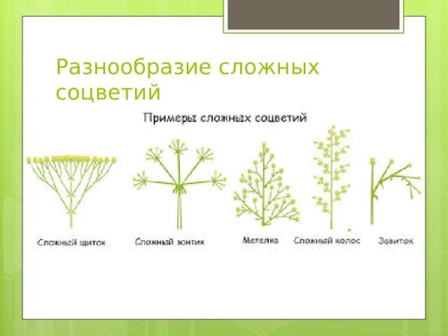 Разнообразие соцветий впр 6 класс. Разнообразие соцветий. соцветие щиток примеры. разнообразие соцветий схема. сложный щиток соцветие примеры.