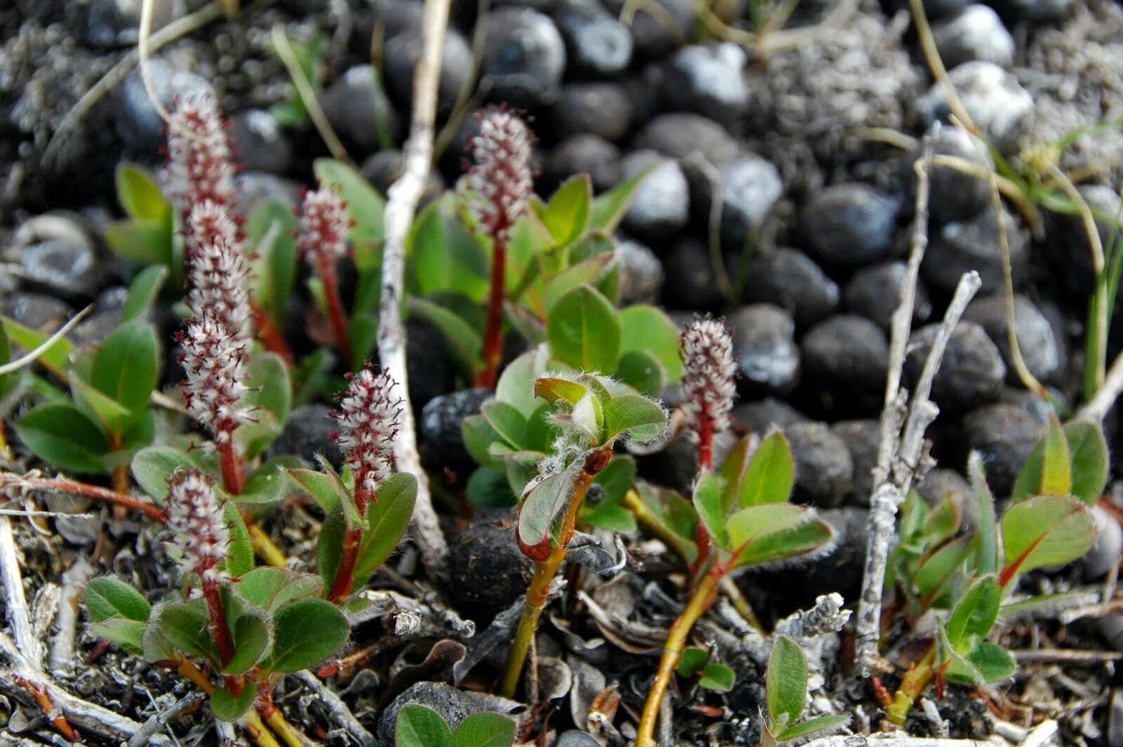 Salix Polaris Ива Полярная. Ива Арктическая Salix Arctica. Полярная Ива в тундре. Растения тундры Полярная Ива. Карликовая ива фото