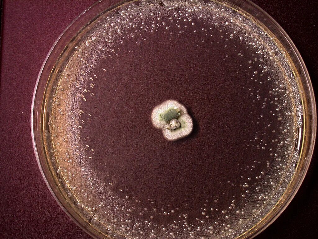 Колонии грибов в чашке петри. Пенициллин (Penicillium). Чашка Петри с плесенью пенициллиум. Пеницилл в чашке Петри. Чашка Петри Флеминга.