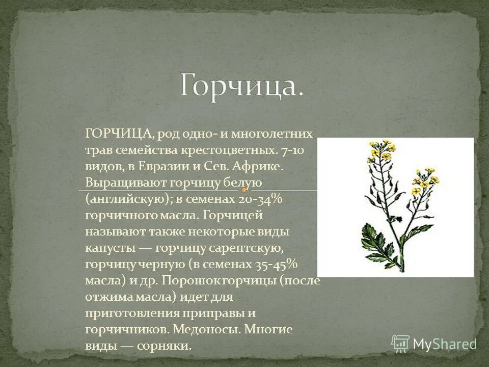 редька семейство крестоцветные. двудольные семейство крестоцветные. сообщение о семействе растений. сообщение о семействе растений. характеристика семейства бобовые.