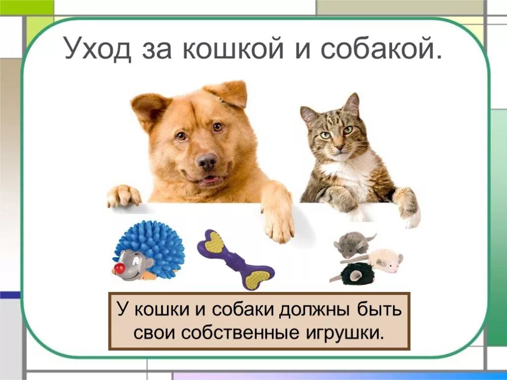 Класс собаки кошки. Уход за кошками и собаками. Кошки и собаки для презентации. Про кошек и собак 2 класс окружающий мир. Породы кошек и собак окружающий мир 2 класс.