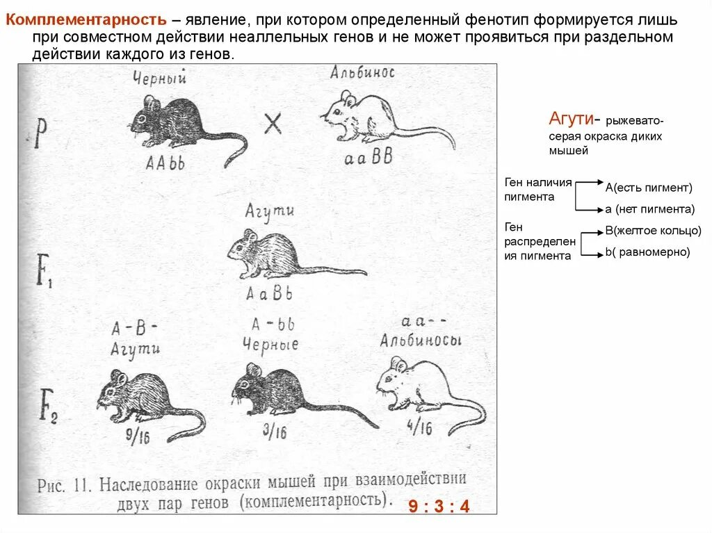 При скрещивании чистой линии мышей. Наследование окраски шерсти у мышей комплементарное взаимодействие. Наследование окраски у мышей. Комплементарность агути. Окраска шерсти у мышей комплементарность.