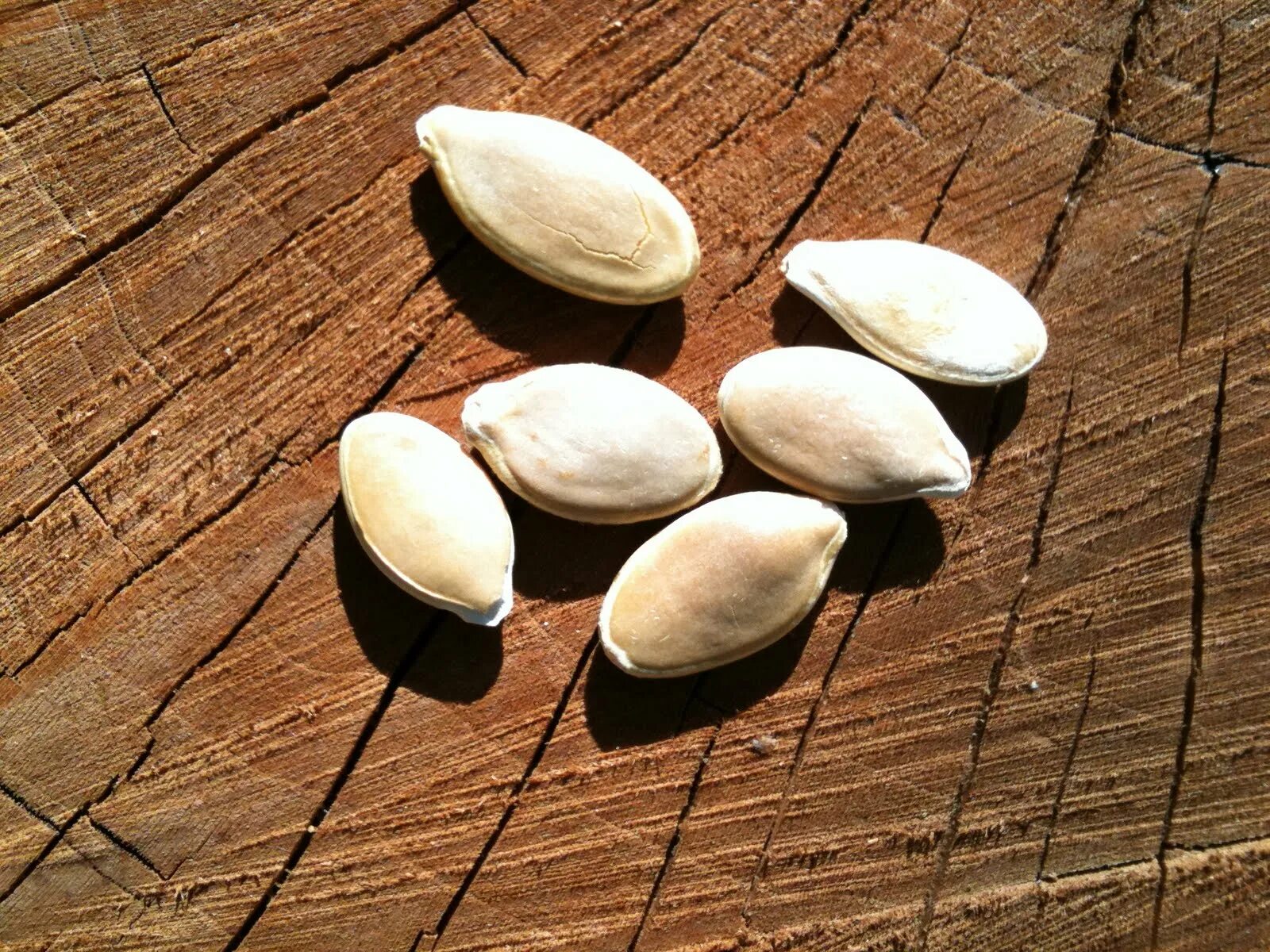 Семя орхидеи под микроскопом. Запечатлевающий семечко. Овальные колючки. Запечатлевающий семечко. Сердечко из семечек.