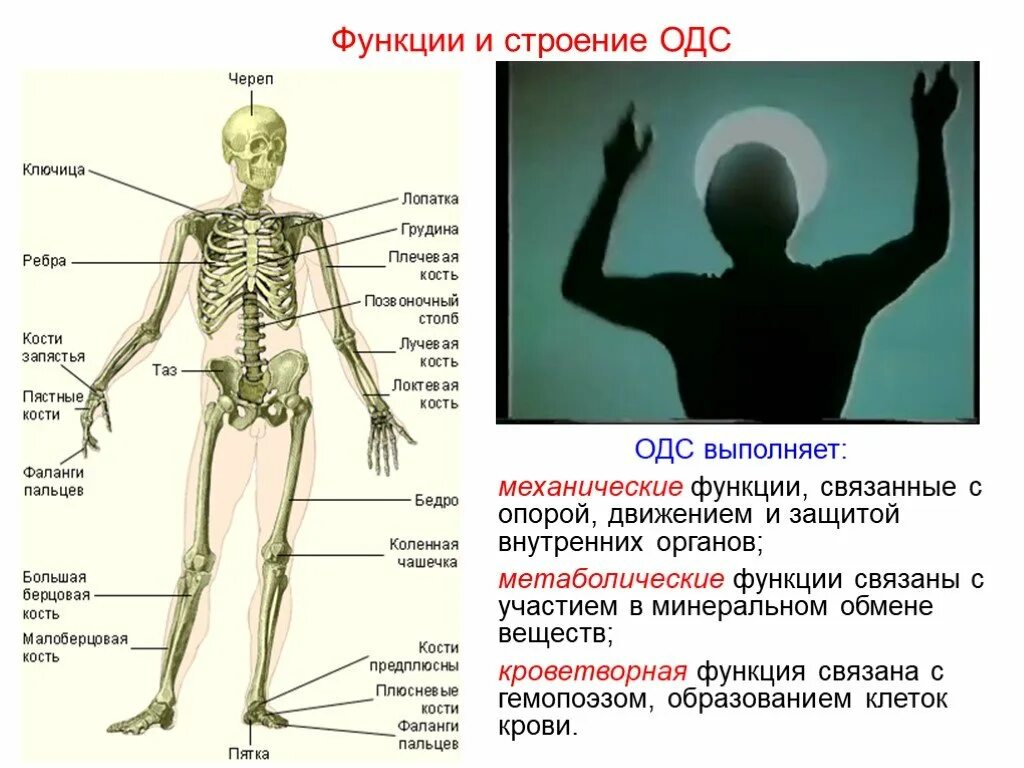 Опорно двигательная система скелет человека анатомия. Строение скелета человека костей биология. Кости скелета биология 8 класс. Система органов опоры и движения анатомия.