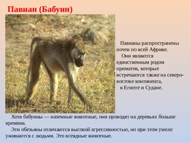 Павиан отряд млекопитающих. Территориальное поведение животных. Павиан вес. Бабуин сколько последовательностей. Павиан гамадрил бабуин.