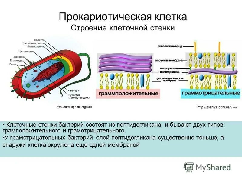 Организация прокариотических клеток. Структура бактериальной клеточной стенки. Строение клеточной стенки бактериальной клетки. Структура клеточной стенки бактерий. Состав клеточной стенки бактериальной клетки.