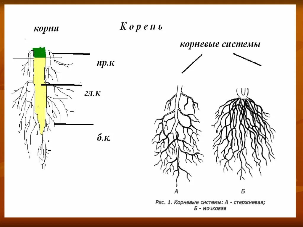 Ближнее корень. Строение корня. Зоны стержневого корня. Схема развития корня.