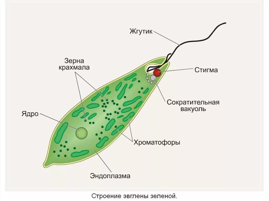 Светочувствительный глазок эвглены. Строение строение эвглены зелёной. Эвглена зеленая строение одноклеточных. Части строения эвглены зеленой.