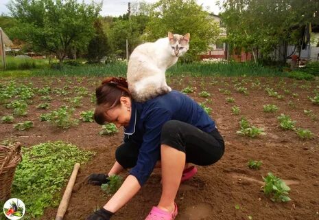 Садите ой