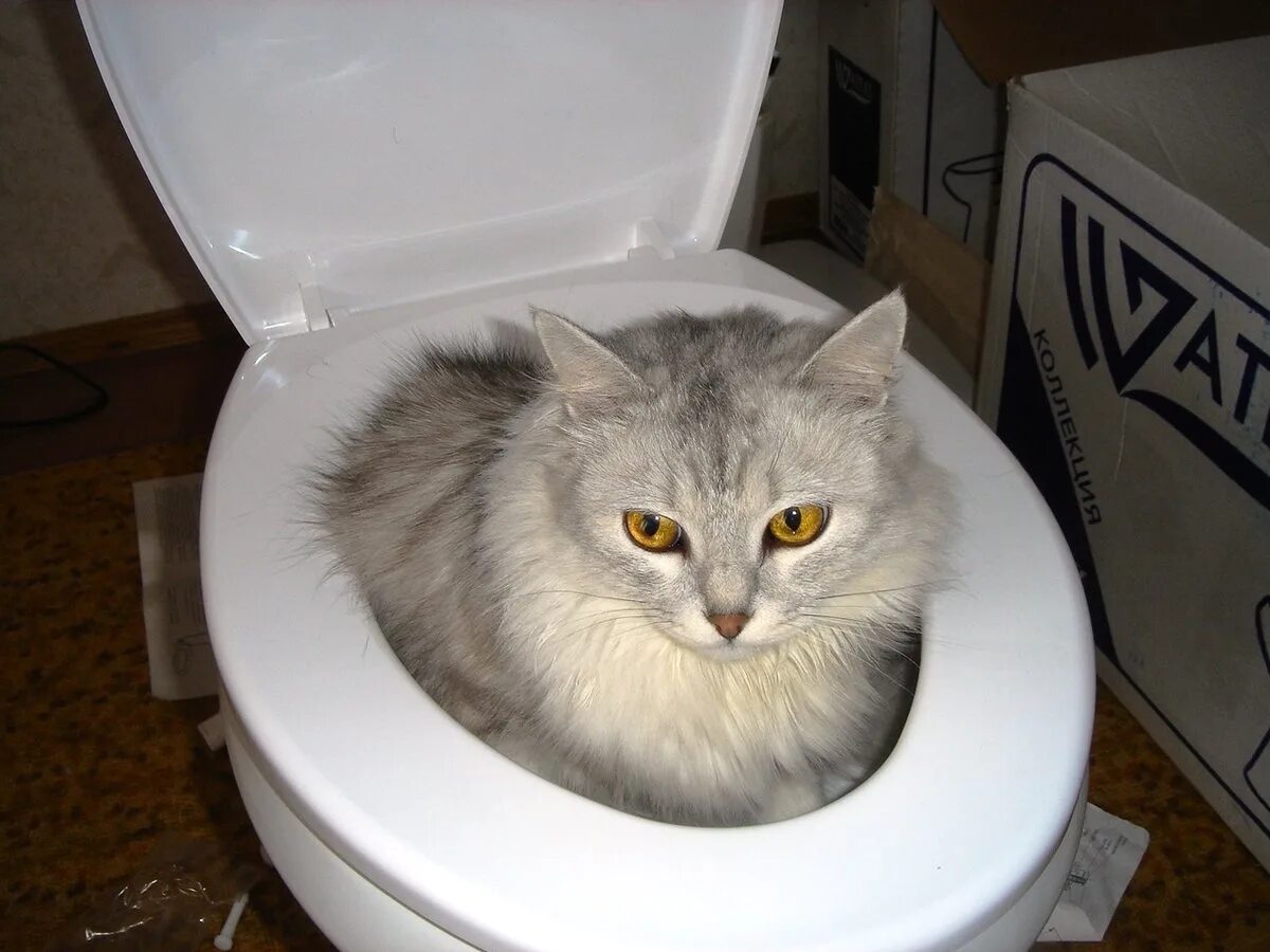 Песня сегодня какал. Туалет для кошек. Кошачий туалет смешное. Кот на унитазе. Кошка ходит в унитаз.