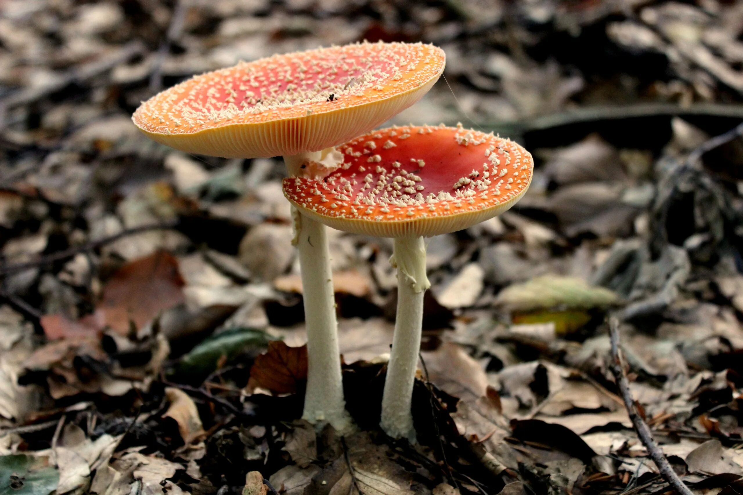 Два ядовитых гриба. Agaricus muscarius — красный мухомор. Мухомор желтоножковый. Красный мухомор сыроежка. Мухомор пантерный.