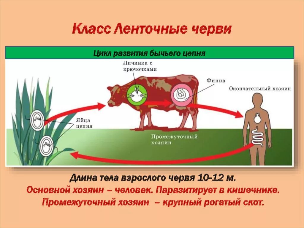 Какое развитие у бычьего цепня. Класс ленточные черви цикл развития бычьего цепня. Жизненный цикл ленточного червя схема. Схема цикла червя ленточного. Схема цикла развития ленточного червя.