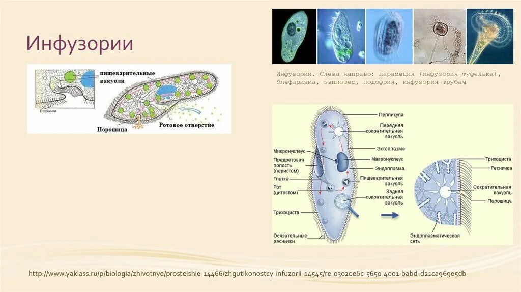 Зоология инфузория туфелька. Инфузория туфелька 7 класс биология. Класс Ресничные инфузории. Ресничные простейшие свободноживущие. Передвижение инфузории