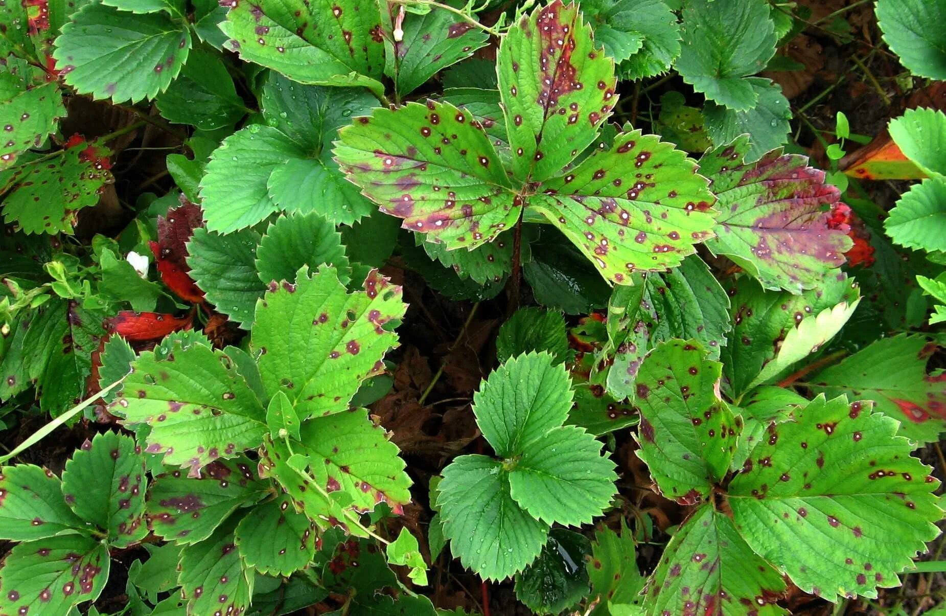 Вредители клубники описание с фотографиями. Морщинистость земляники садовой. Болезнь клубника весной. Болезнь клубника весной. Угловая пятнистость клубники.