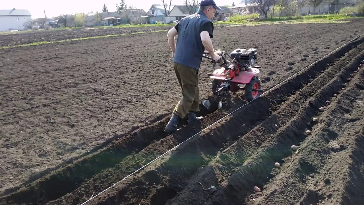 Как посадить картошку под мотоблок. Нарезать борозды мотоблоком. Нарезка борозд для картофеля. Посадка картофеля под мотоблок. Посадка картофеля минитрактором.