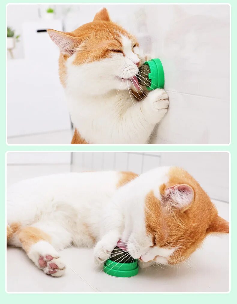 Cat way
