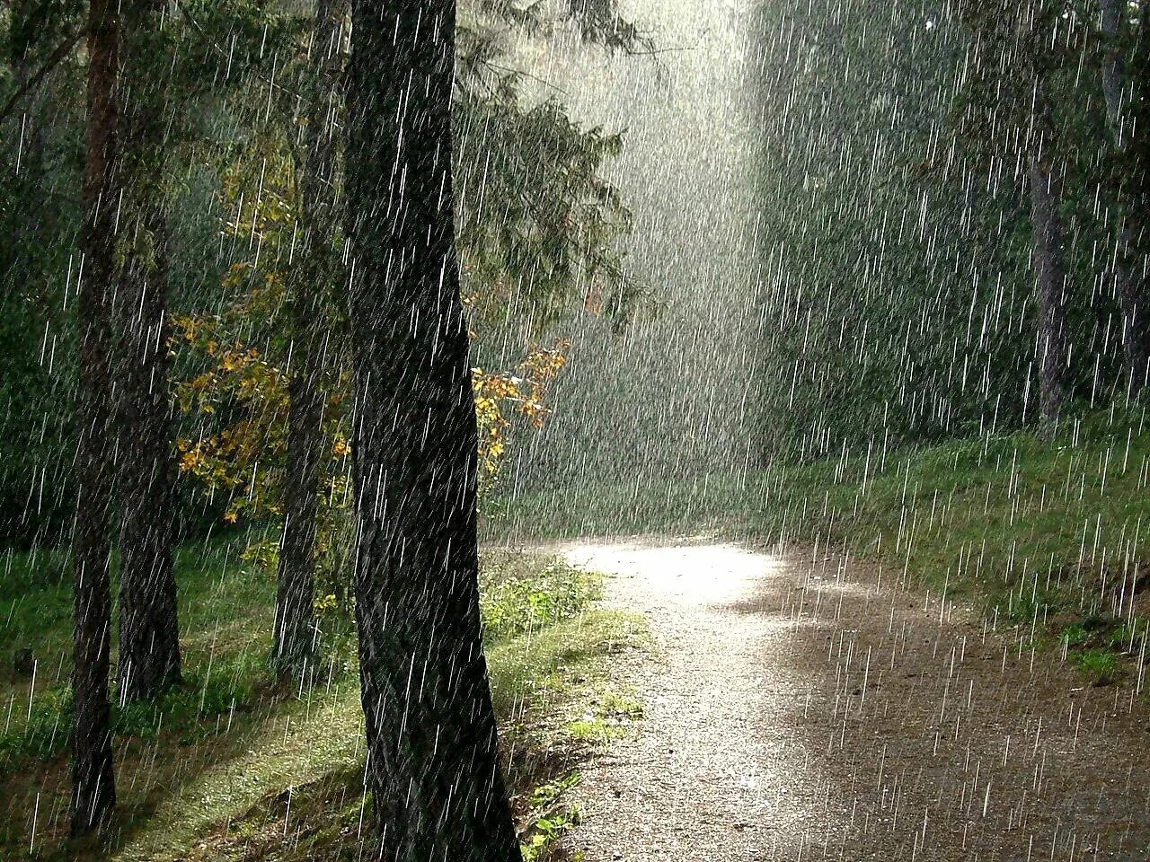 После летнего дождика. Дождь в лесу. Лес после дождя. Летний дождь в лесу. Пасмурный день.
