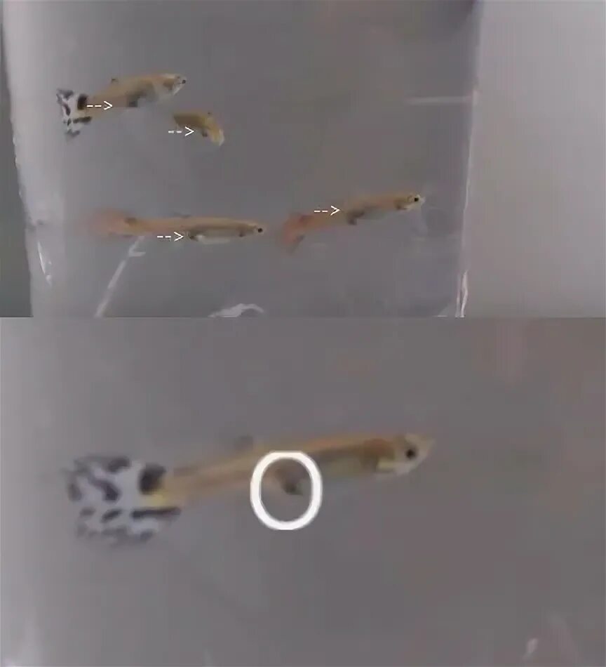 Мальки гуппи самцы. Мальки гуппи самки. Мальки гуппи самки и самцы. Мальки гуппи самки. Гуппи эндлера голд.