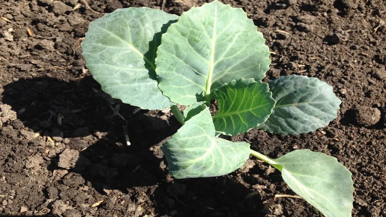Полив капусты. Капуста белокочанная высадка. Рассада капусты кольраби. Капуста кольраби высадка рассады в открытый грунт. Ростки капусты.