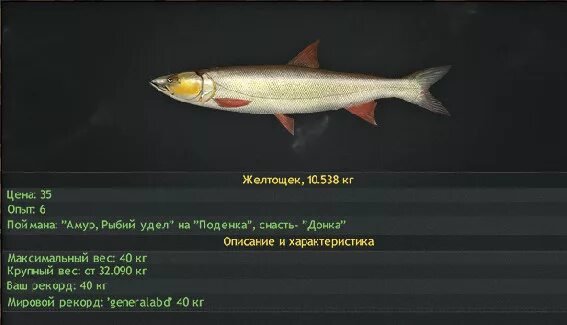 нашто луче всиволавить на пелингаса. русская рыбалка тигровый голец. желтощек реальная рыбалка. желтощек рыба икра. рыба желтощек амурский.