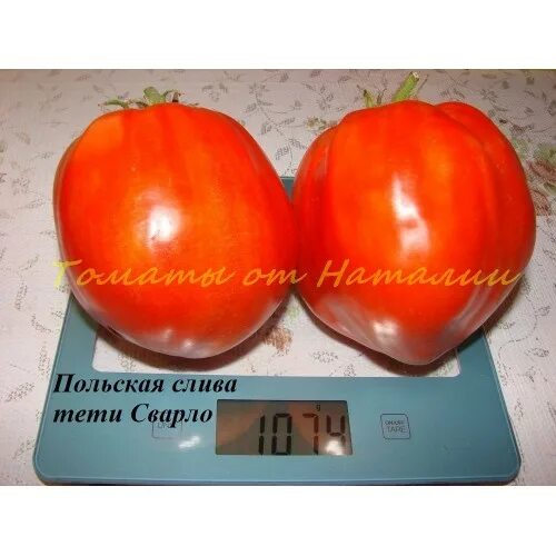Семена томат польская слива тетушки сварло. Польская слива тетушки сварло. Польская слива тетушки сварло характеристика. Польская слива тетушки сварло. Томат «польская слива тётушки сварло» (сша).