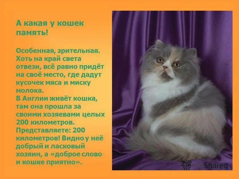 Память котов. В память о кошке. Какая память у котов. Какая память у кошек и котов.