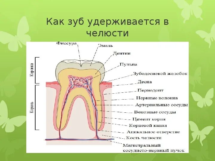 За счет чего держатся зубы. Удаление зуба семерки