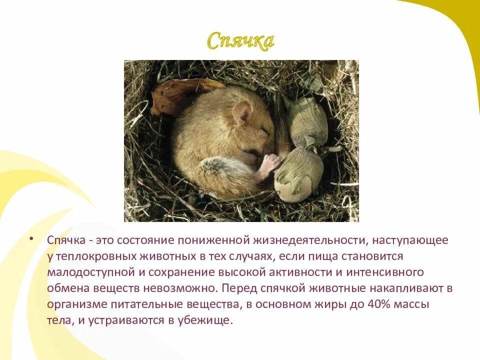 Спячка примеры животных. Спячка животных. животные в спячке. спячка животных примеры. зимняя спячка характерна для.