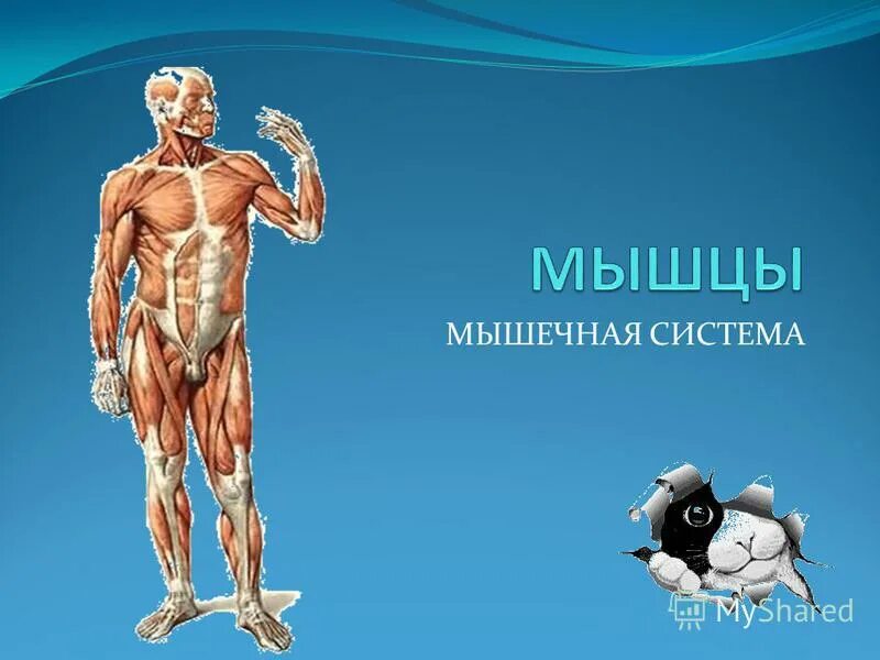 Укажите функции мышечной системы. Мышечная система человека. Мышцы презентация. Мышечная система человека презентация. Мышцы человека ppt.