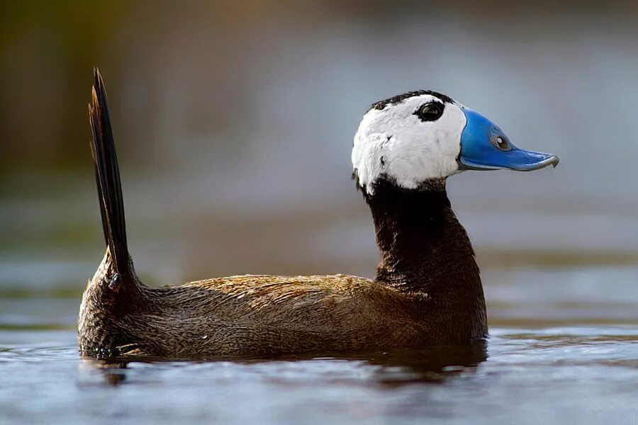 Птицы на пруду. Утка поганка чомга. Серая цапля астраханского заповедника. Заповедник маныч. Баклан балтийский.