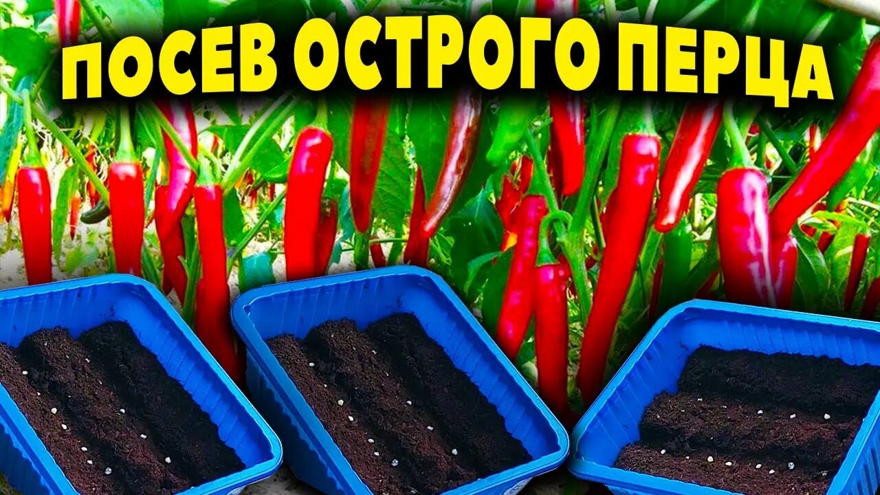 Сегодня можно сеять перец. Посев острого перца. Посадка осьрых ПЕРЦЕВНА рассаду. Посадка острого перца на рассаду. Острый перец посев семян на рассаду сроки.