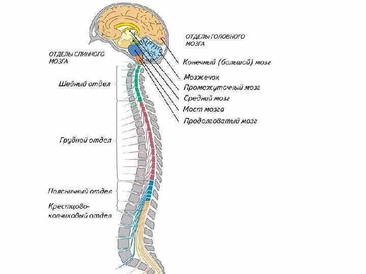Центральная нервная система схема спинной мозг головной мозг. Отделы спинного мозга ЦНС анатомия. Спинной и головной мозг это отделы нервной системы. Анатомические структуры центрального отдела нервной системы:.
