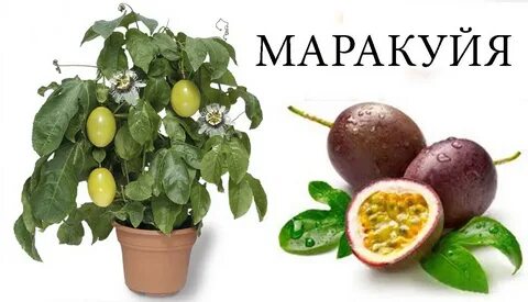 Маракуйя выращивание