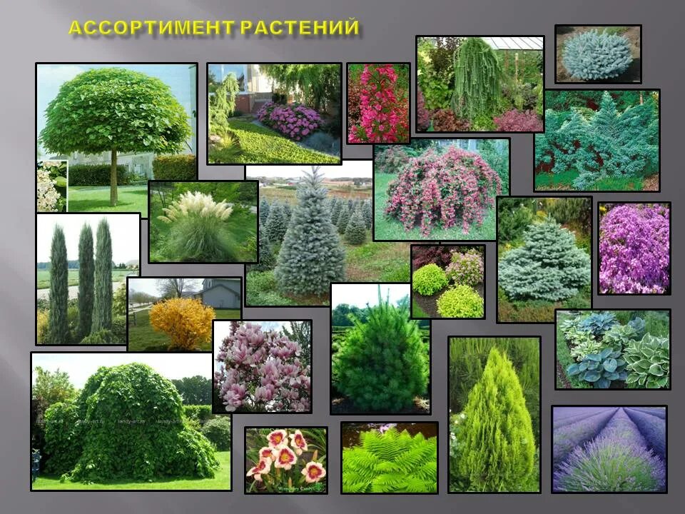 Декоративные древесные растения. Многообразие кустарников. Ассортимент деревьев и кустарников для озеленения. Декоративные растения кустарники.