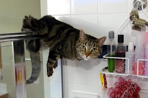 Кот сам