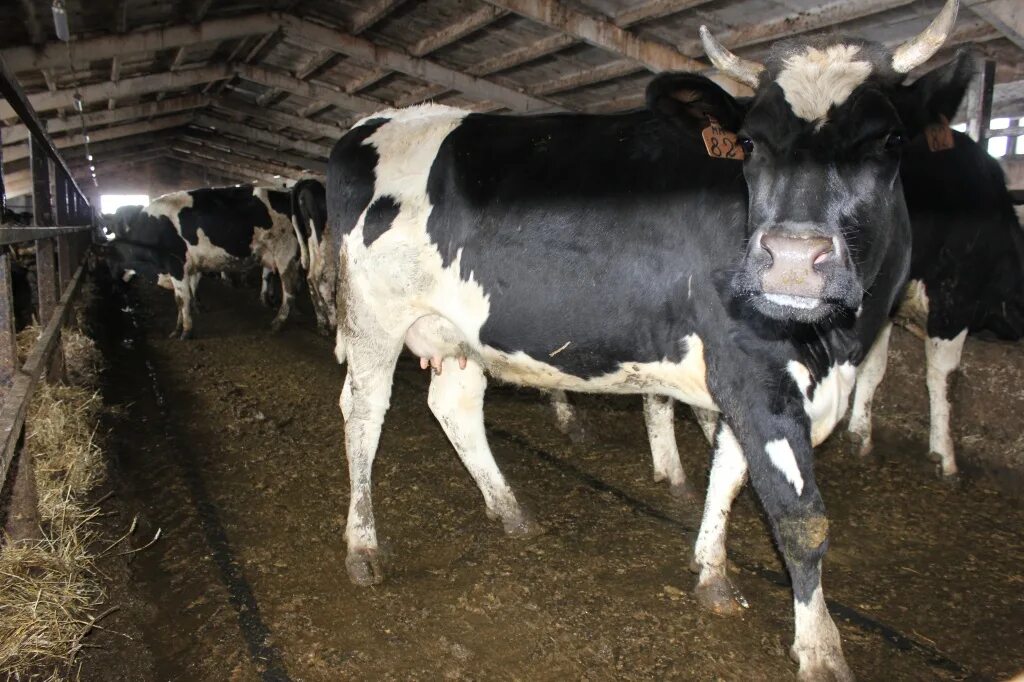 Спк барнаул. Спк барнаул. Спк барнаул. Спк барнаул. Сургутский политехнический колледж логотип.