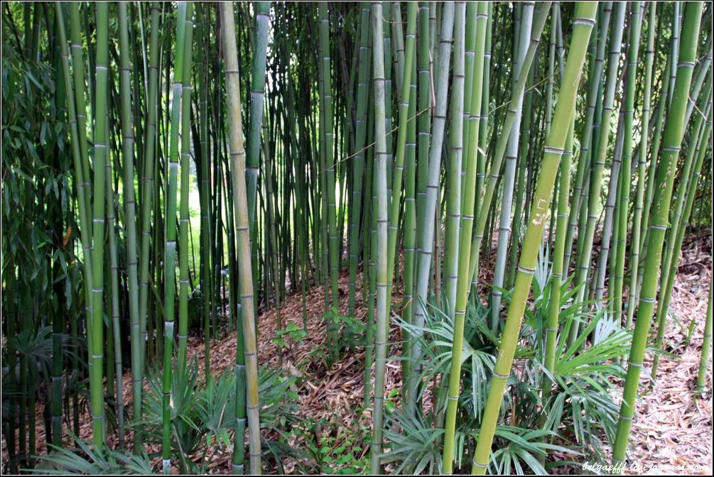 За сколько часов вырастает бамбук. Бамбук в сочинском дендрарии. Бамбуковая роща Адлер. Сочинский национальный парк бамбук. Парк Дендрарий Сочи бамбук.