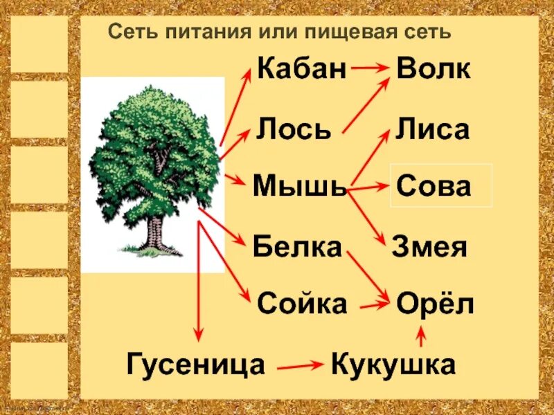 Дуб сойка сова цепь
