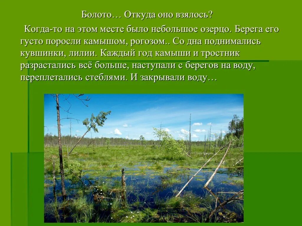 Болото краткое содержание. Сообщество болота. Сообщество болото презентация. Природное сообщество болота. Презентация природные сообщества болото.