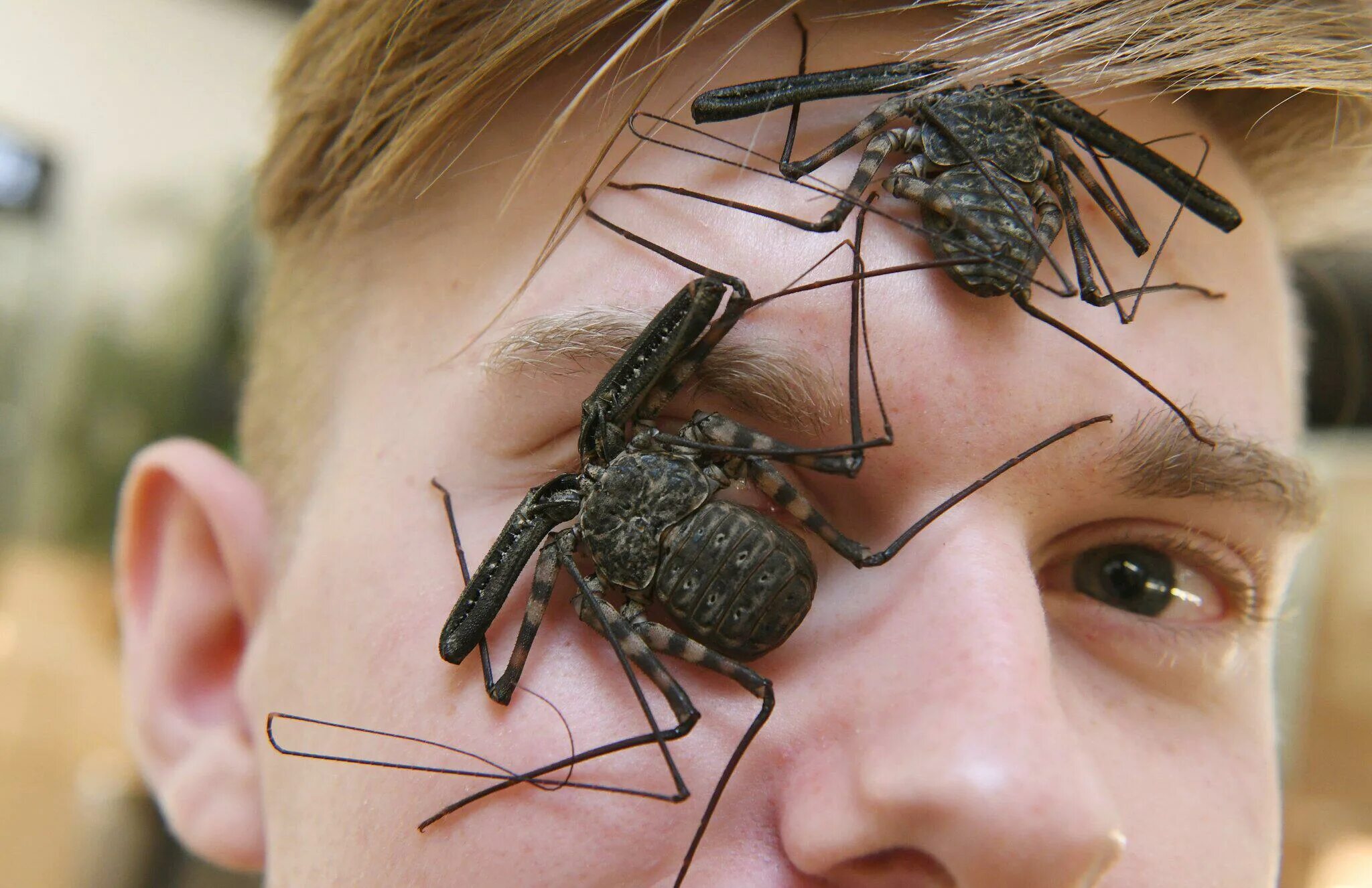 Нападение жуков. Самое стремное насекомое. Самые страшные насекомые в мире.
